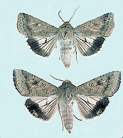 Male (top) and female (bottom).