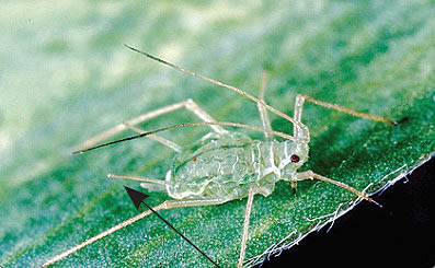 Non-winged adult. Note the two long siphuncles.