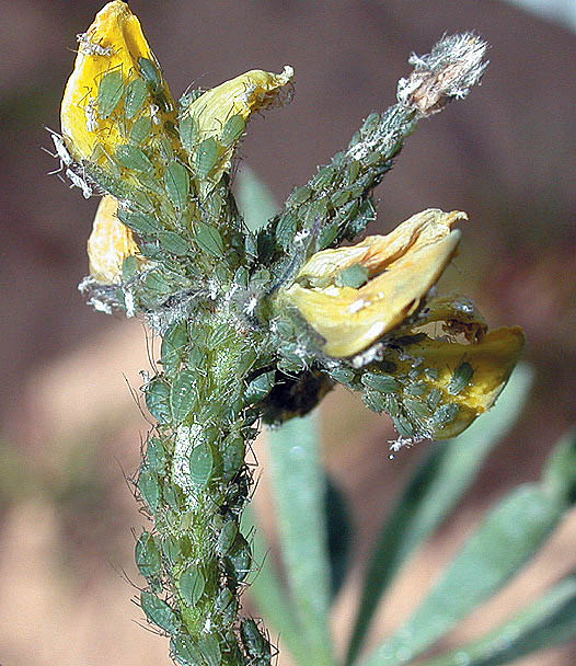 Infestation, note white skin casts.