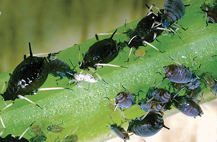 Non-winged adults, nymphs and cast skins.