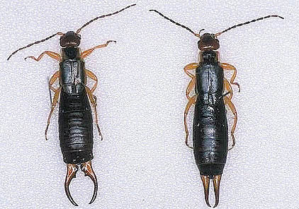 European earwigs, male (left), female (right).