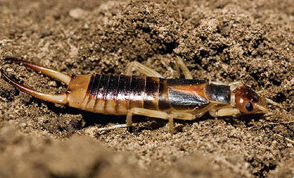 Native earwig, L. truncata.