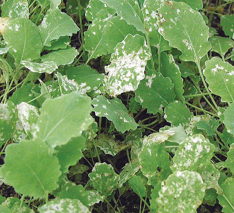 Feeding damage to canola seedlings.