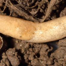 Adult reticulated or grey field slug.