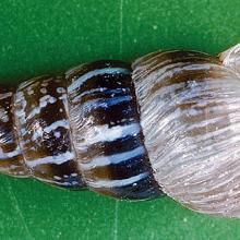 Adult, Cochlicella acuta.