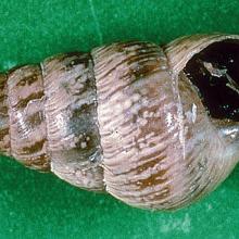 Adult, Cochlicella barbara.