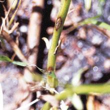 Anthracnose in lentil crop.