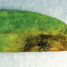 Anthracnose leaf.