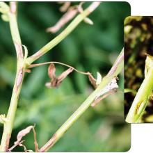 Anthracnose on stems.