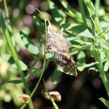 Seed pod affected by Botrytis cinerea.