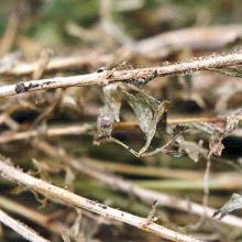 Botrytis grey mould on stem.