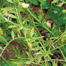 Lentil rust in canopy.