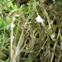 Sclerotinia blight.