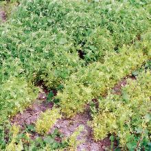 A distinct patch of yellow stunted plants.