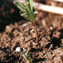 Lentils -trifluralin symptoms, stunted seedling.