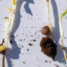 Lentils - Treflan® symptoms, damaged roots.