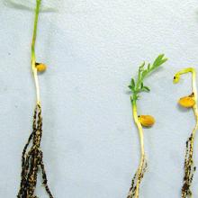 Lentils — Trifluralin symptoms.Untreated plant (left)l shortened hypocotyl and roots (right).