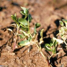 Bleached leaves on seedling plants.