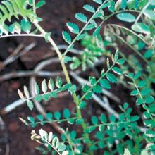 Chickpea-Group L symptoms. Water-soaked spots on leaves.