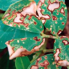 Peanut-paraquat symptoms. Small white spots with brown-red borders on leaves.