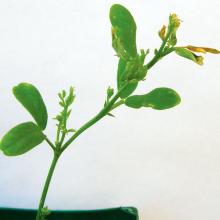 Affected lentil showing twisted, small, yellowing and dying leaves.