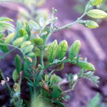 Yellowing between the veins of young leaves.