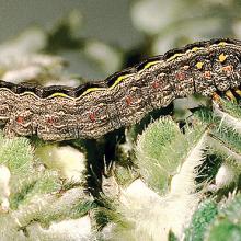 Larva.