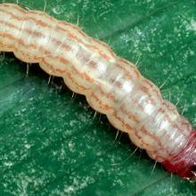 Larva.