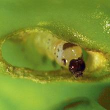 Larva in seed.