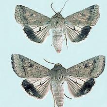 Male (top) and female (bottom).