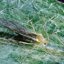 Winged adult.