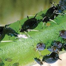 Non-winged adults, nymphs and cast skins.