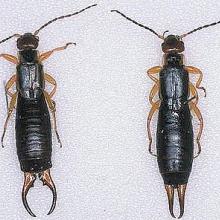 European earwigs, male (left), female (right).