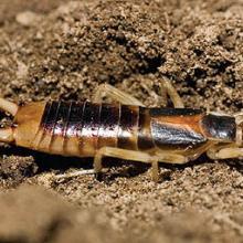 Native earwig, L. truncata.