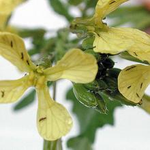 Thrips on weeds.