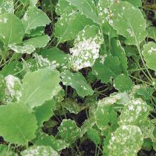 Feeding damage to canola seedlings.